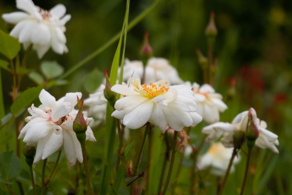 Natură și Detalii Florale